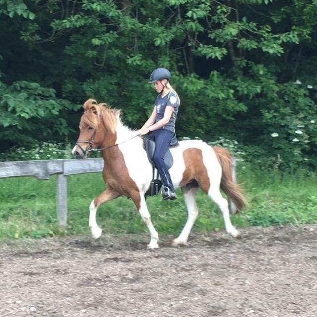 Islænder Embla fra Katrinedal - Undervisning den 17.06.2016 billede 18