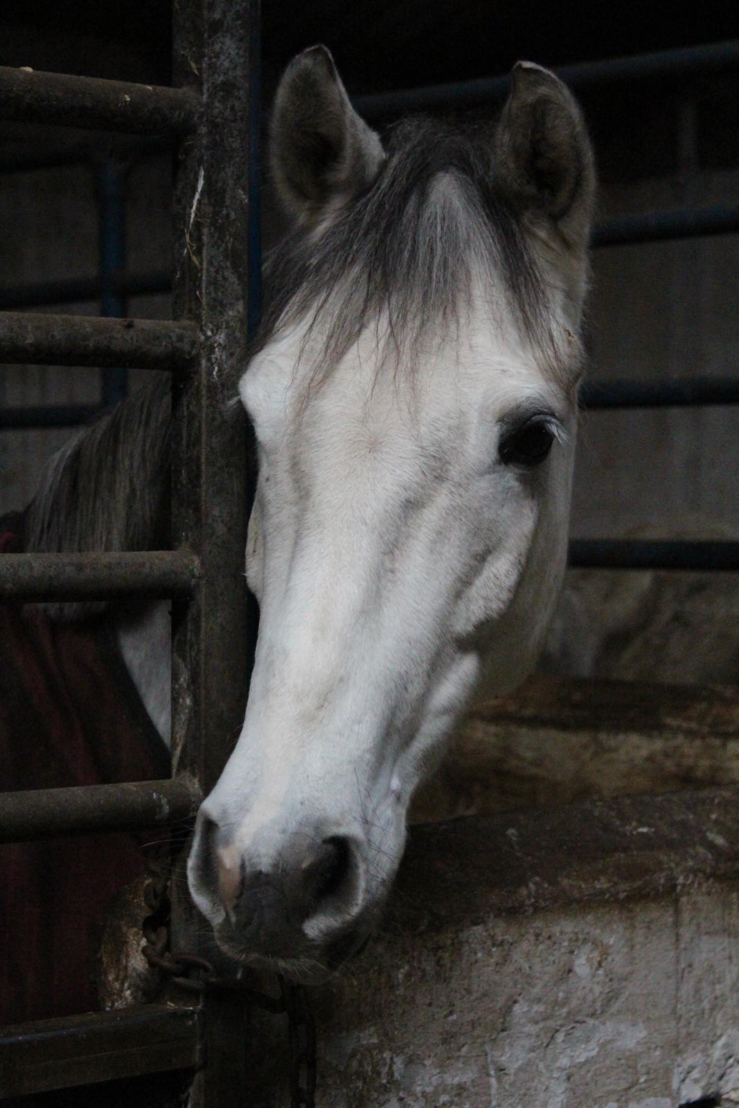 DSP Starhorse Charleston billede 3