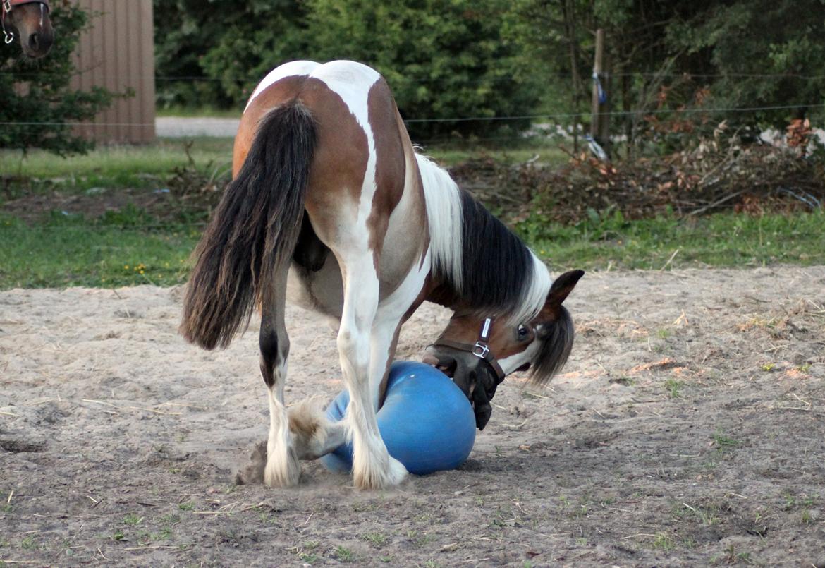 Anden særlig race Sir Louis of Gundelach billede 18