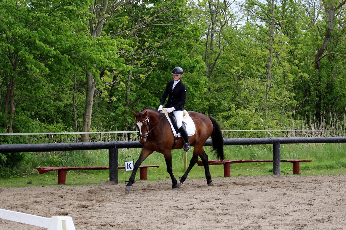 Dansk Varmblod Parvenu - Militarystævne på SØG, CNC80 5. plads billede 2
