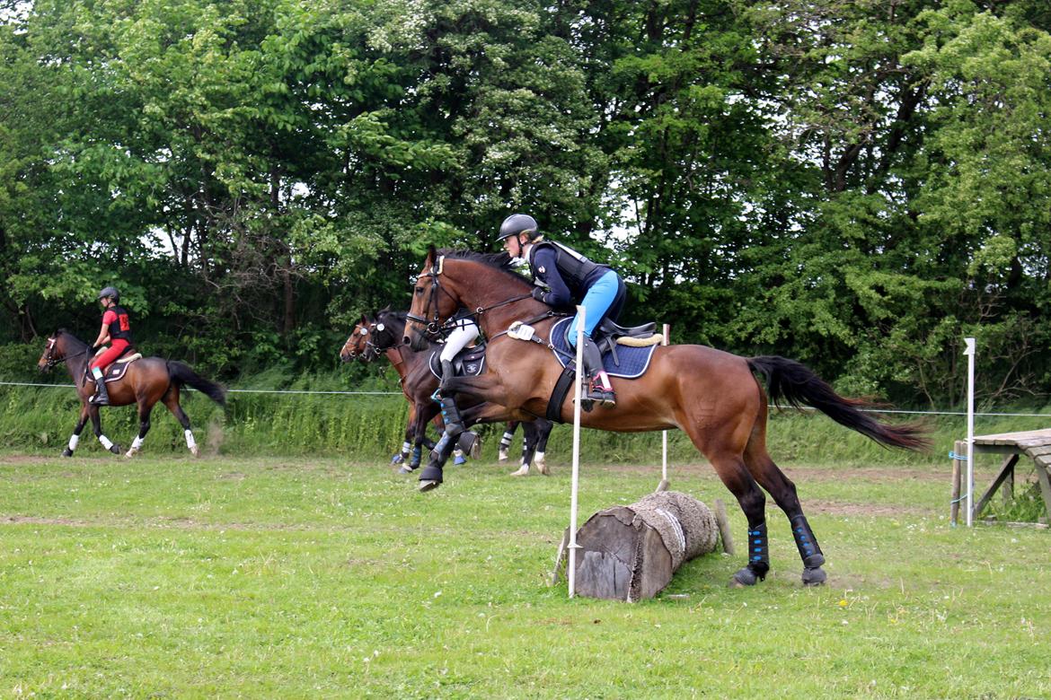 Dansk Varmblod Parvenu - Militarystævne på SØG, CNC80 5. plads billede 5