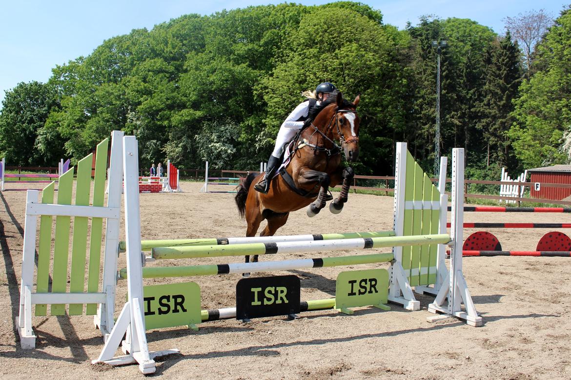 Dansk Varmblod Parvenu - )0 sløjfe på ISR fejlfri billede 10