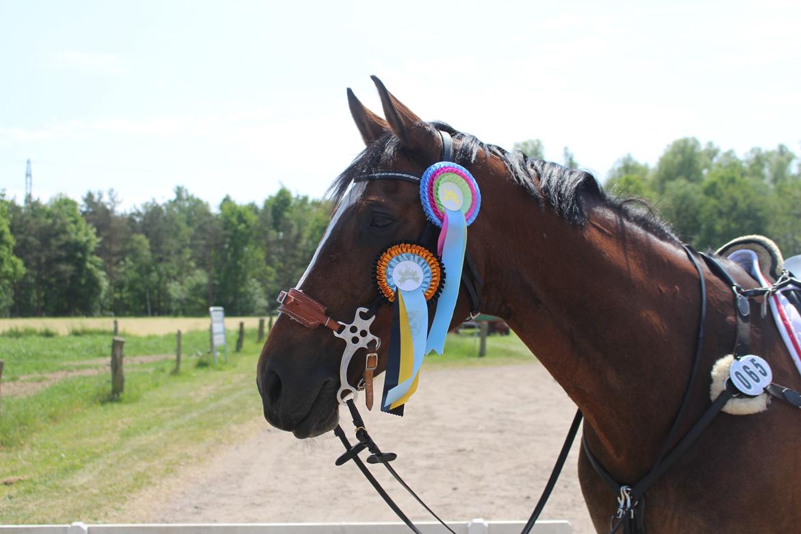 Dansk Varmblod Parvenu billede 13