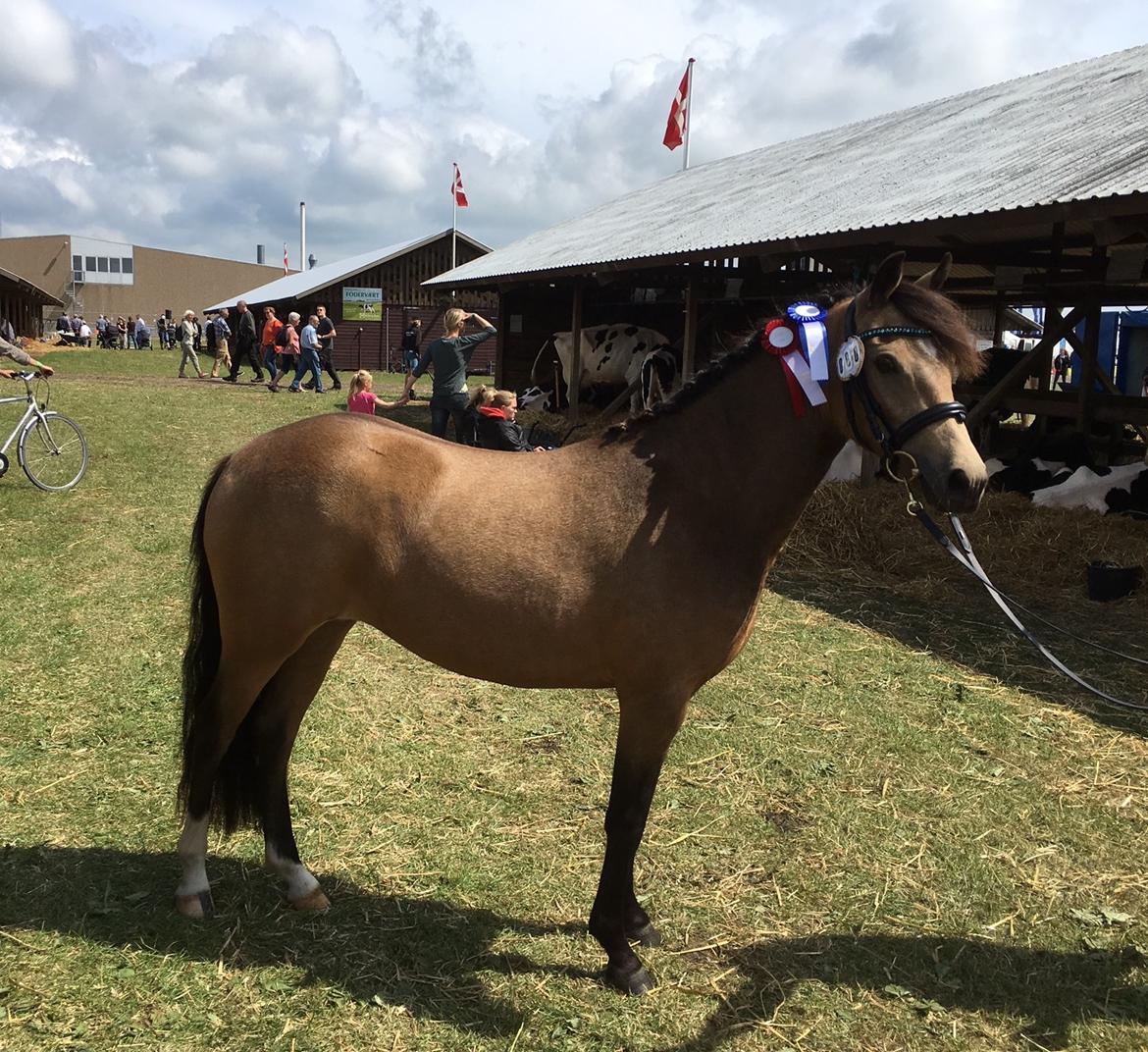 New Forest Eikhof airyn billede 1