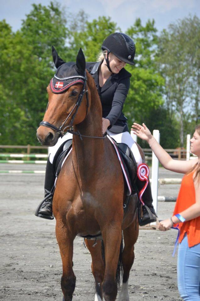 Dansk Varmblod Schiva billede 3