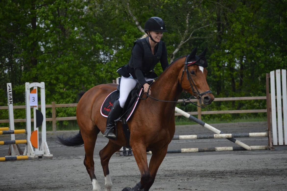 Dansk Varmblod Schiva billede 9