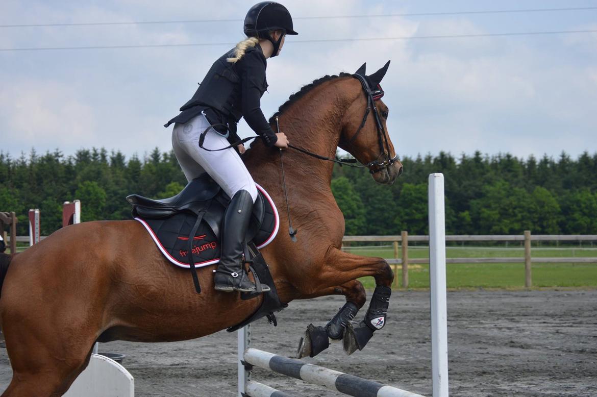 Dansk Varmblod Schiva billede 5