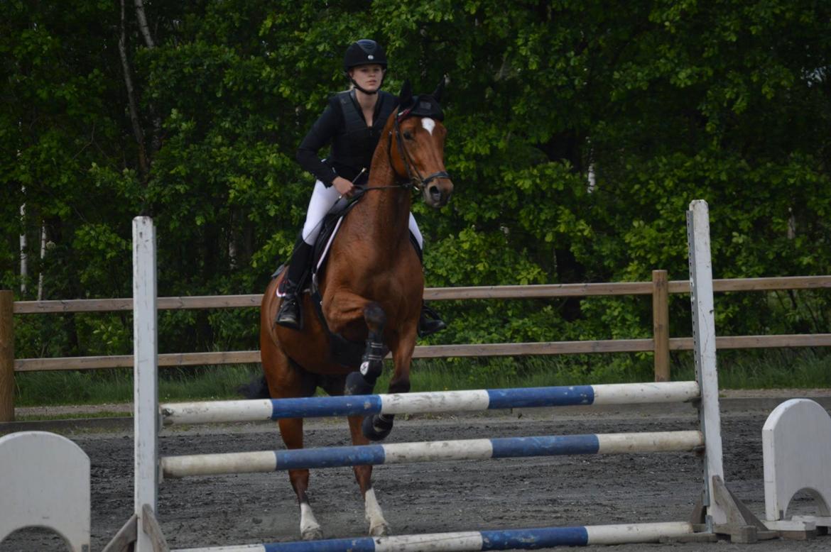 Dansk Varmblod Schiva billede 13