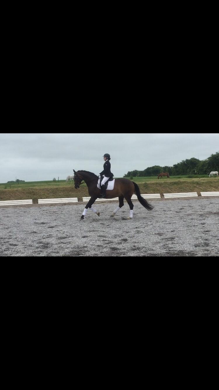 Tysk Varmblod A'kayzia billede 9