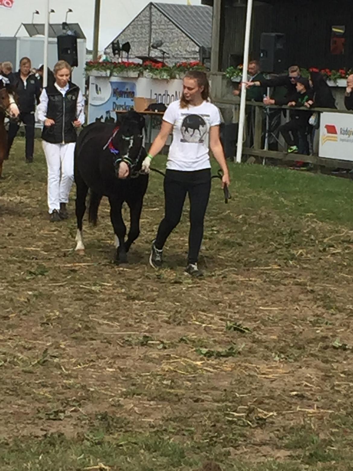 Welsh Mountain (sec A) SOLGT *  Bjerregårds balder avlshingst billede 1