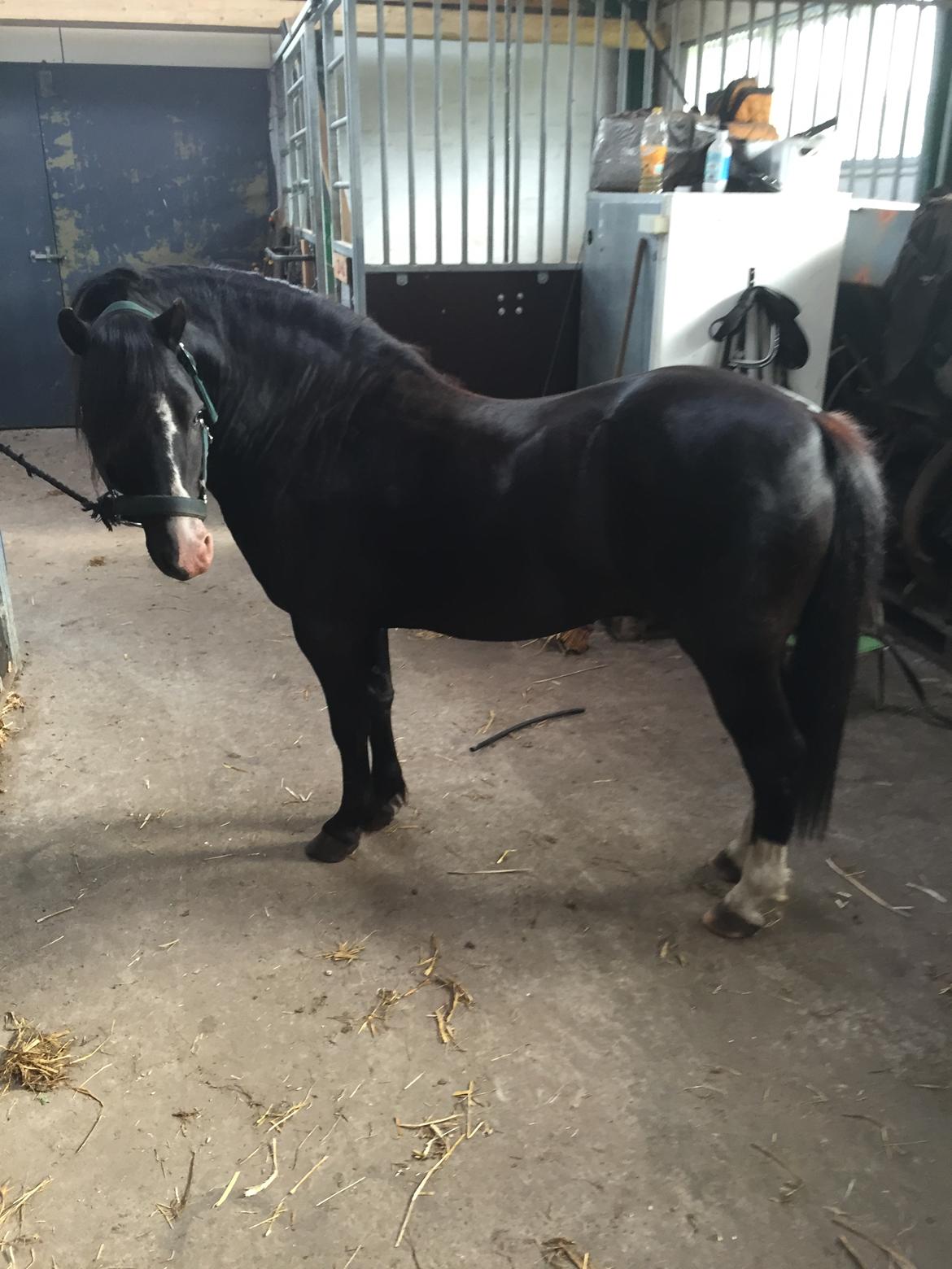 Welsh Mountain (sec A) SOLGT *  Bjerregårds balder avlshingst billede 3