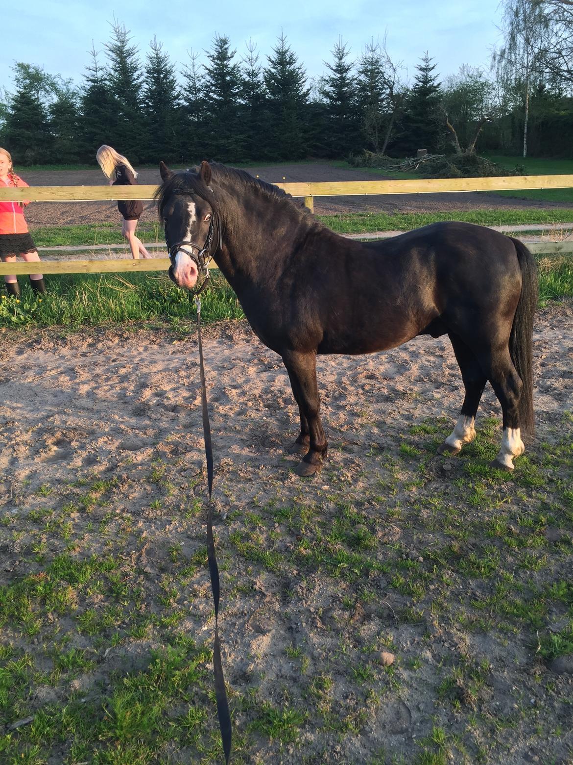 Welsh Mountain (sec A) SOLGT *  Bjerregårds balder avlshingst billede 4