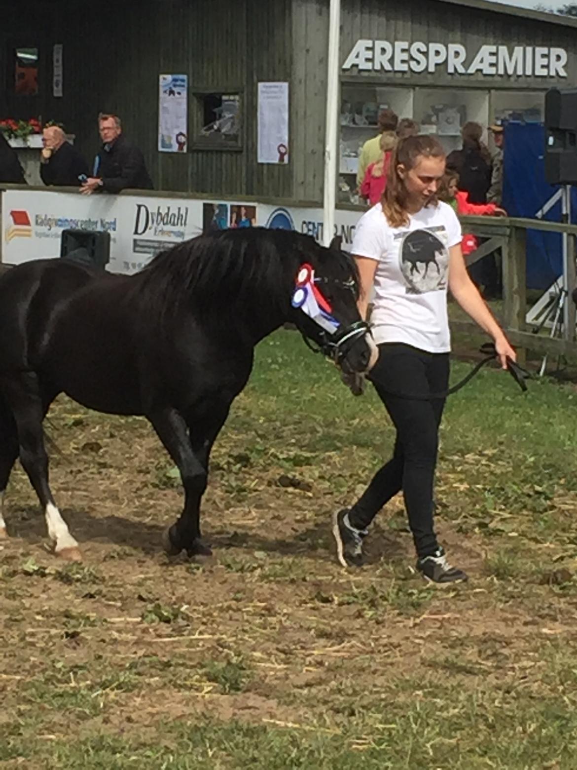Welsh Mountain (sec A) SOLGT *  Bjerregårds balder avlshingst billede 2