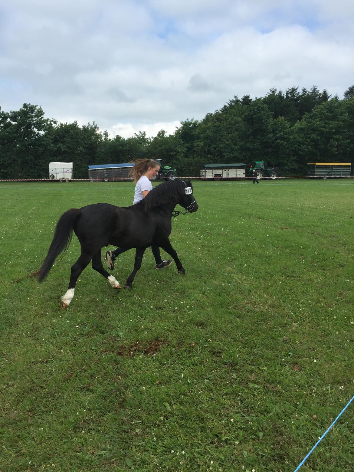 Welsh Mountain (sec A) SOLGT *  Bjerregårds balder avlshingst billede 6
