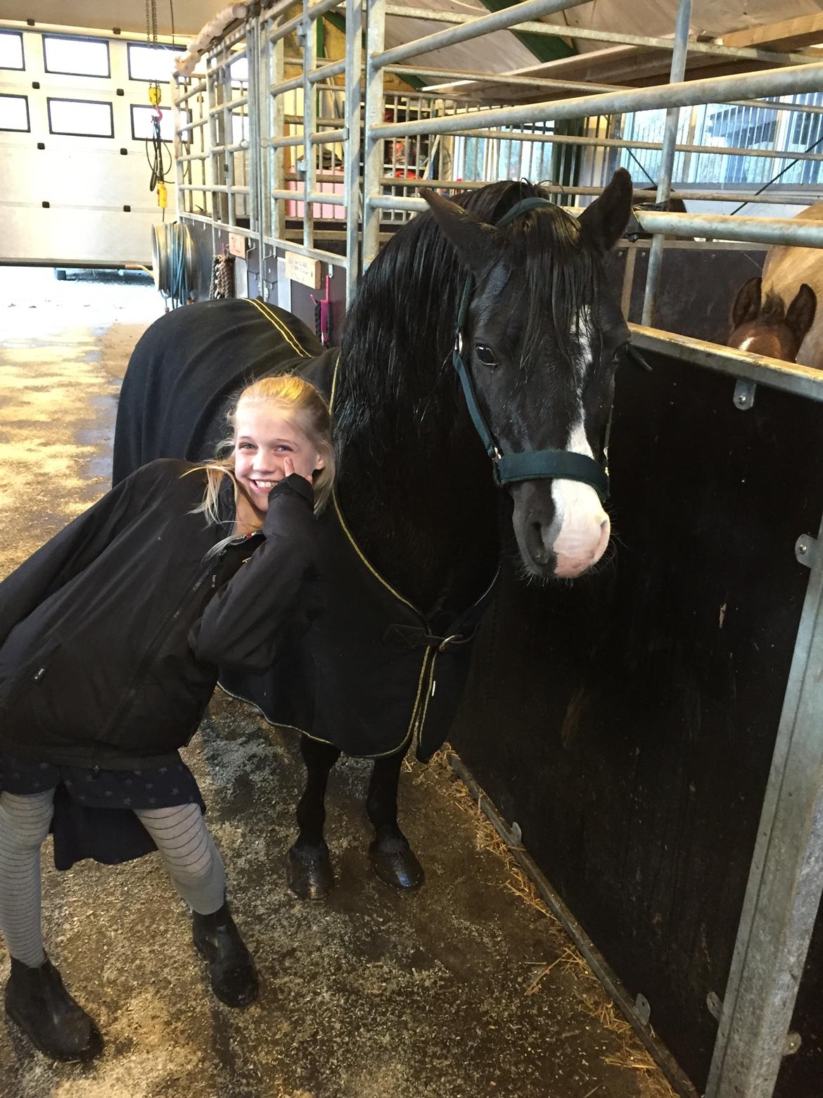 Welsh Mountain (sec A) SOLGT *  Bjerregårds balder avlshingst billede 5