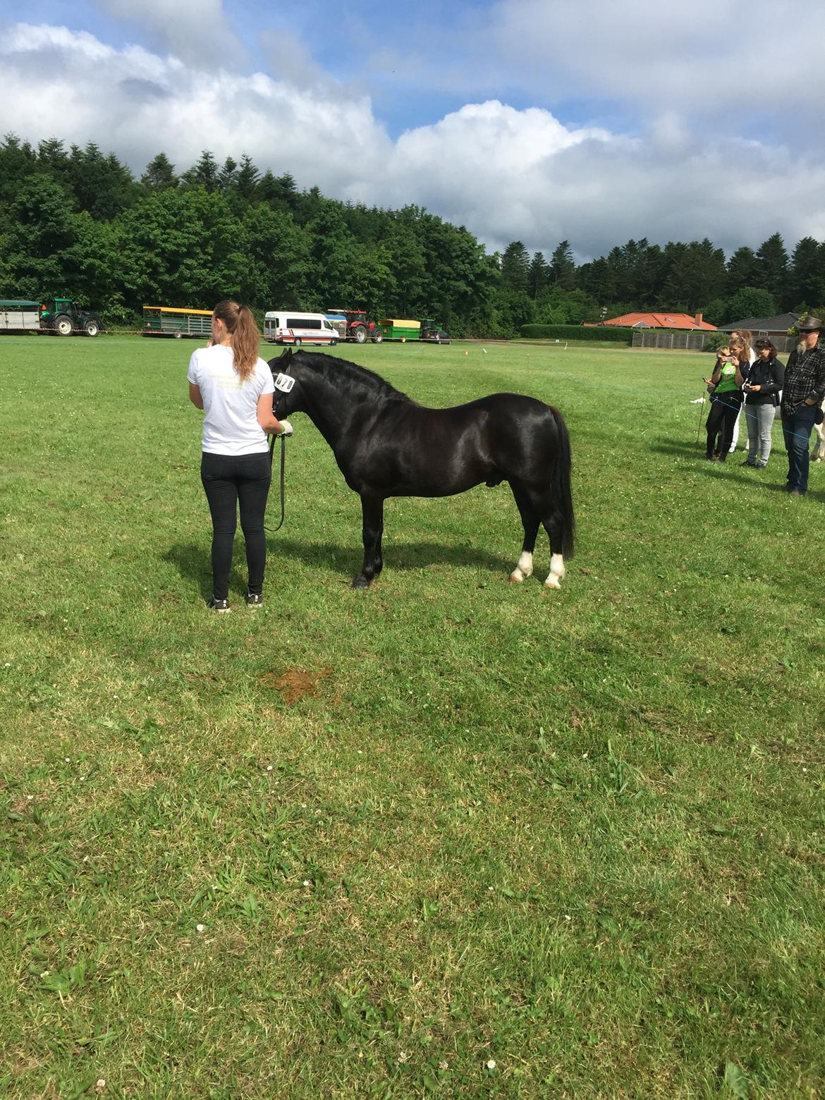 Welsh Mountain (sec A) SOLGT *  Bjerregårds balder avlshingst billede 8
