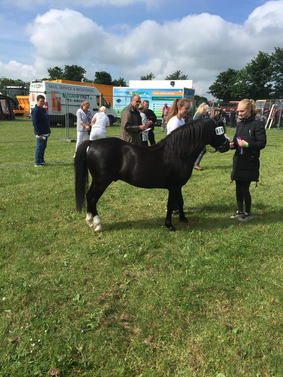 Welsh Mountain (sec A) SOLGT *  Bjerregårds balder avlshingst billede 7