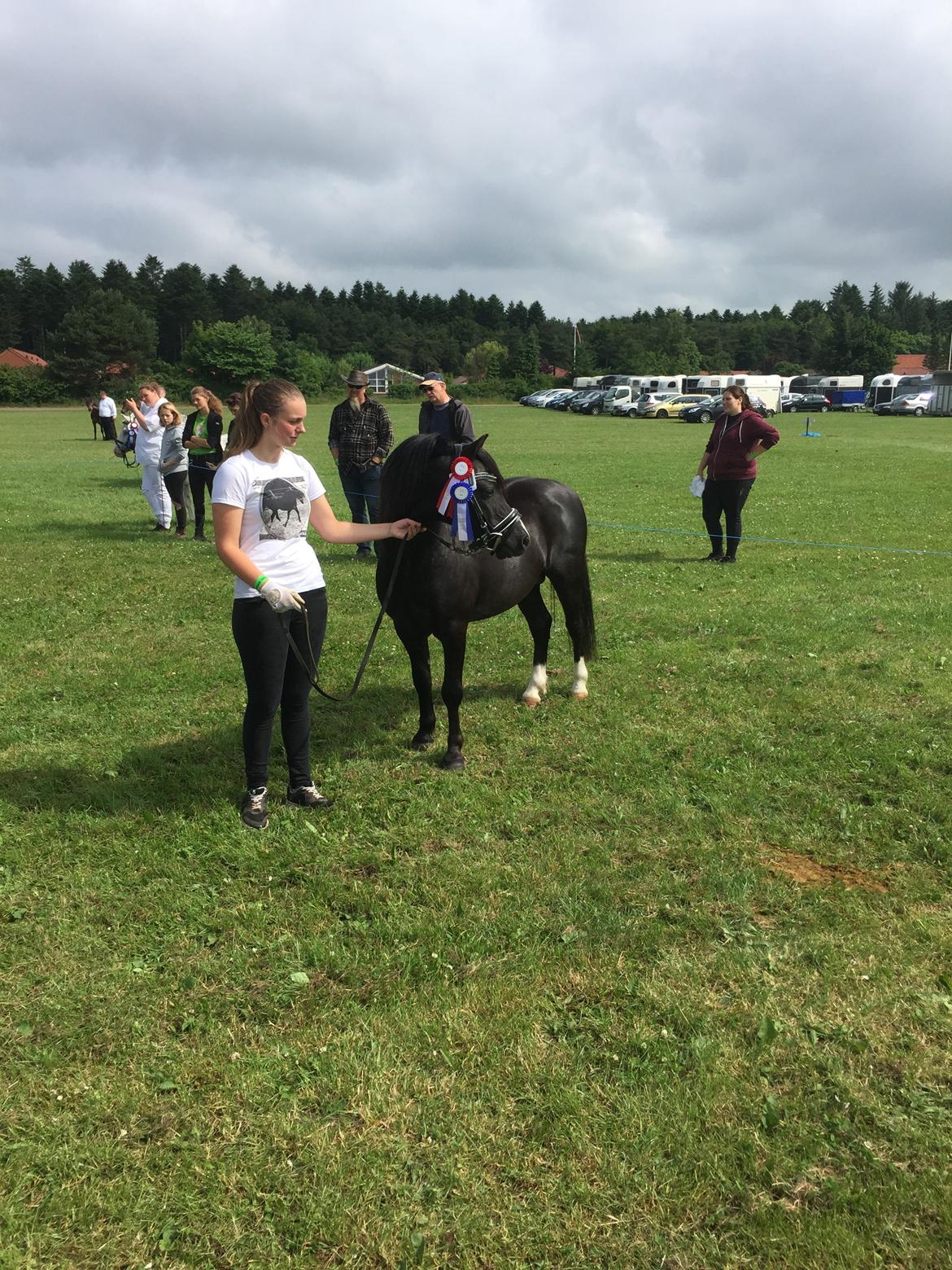 Welsh Mountain (sec A) SOLGT *  Bjerregårds balder avlshingst billede 10