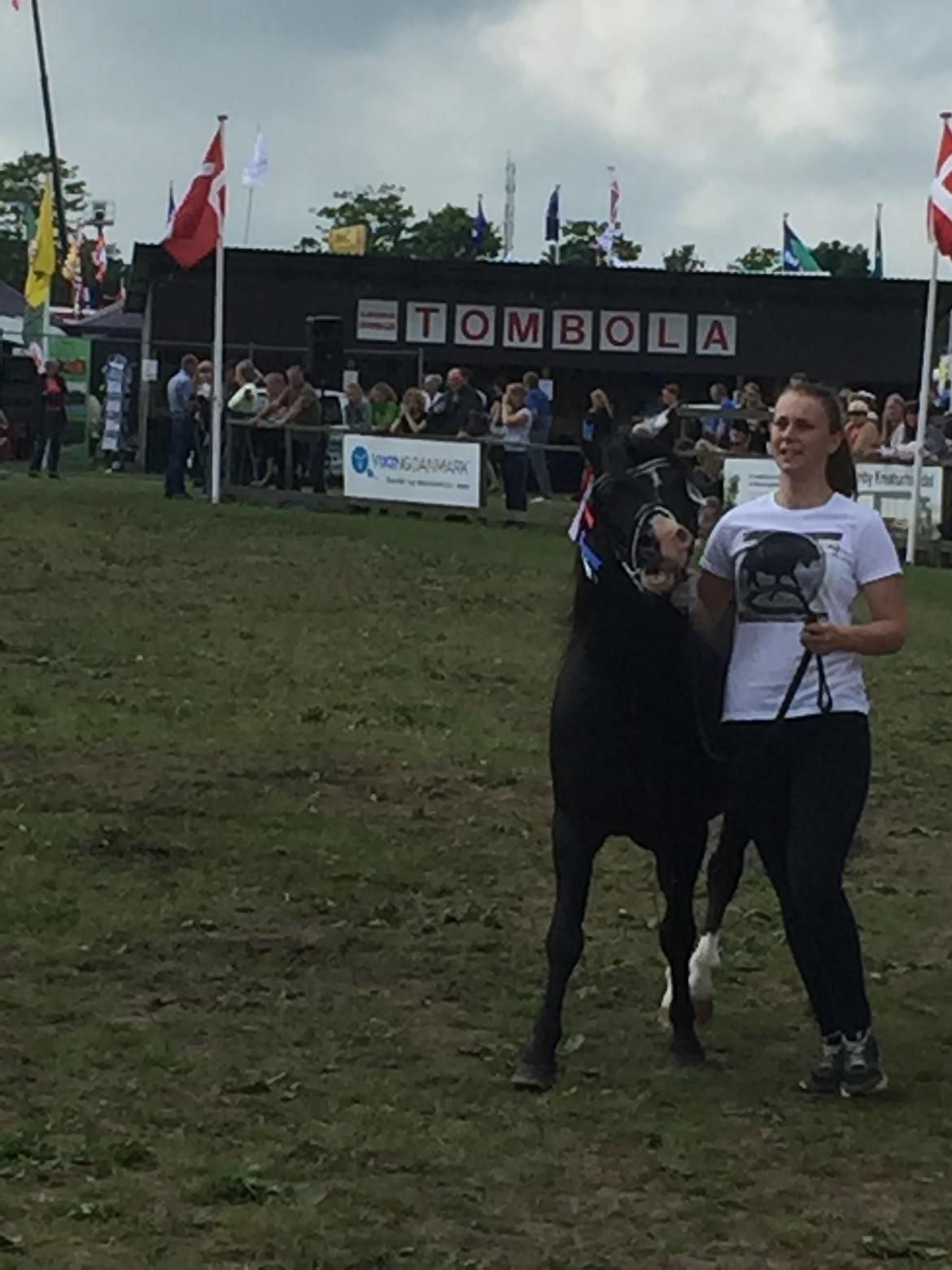 Welsh Mountain (sec A) SOLGT *  Bjerregårds balder avlshingst billede 11
