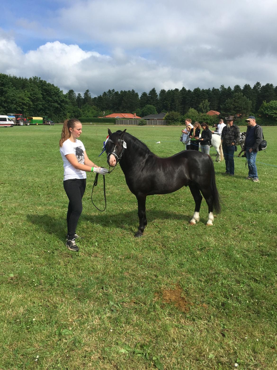 Welsh Mountain (sec A) SOLGT *  Bjerregårds balder avlshingst billede 9