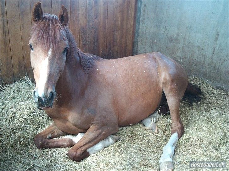 Anden særlig race Diablo billede 20