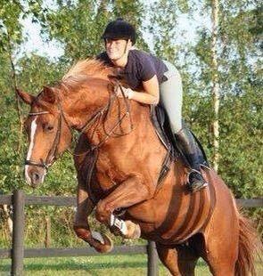 Dansk Varmblod Me Too billede 1