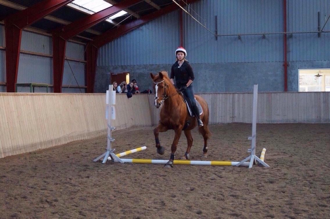 Dansk Varmblod Me Too billede 2