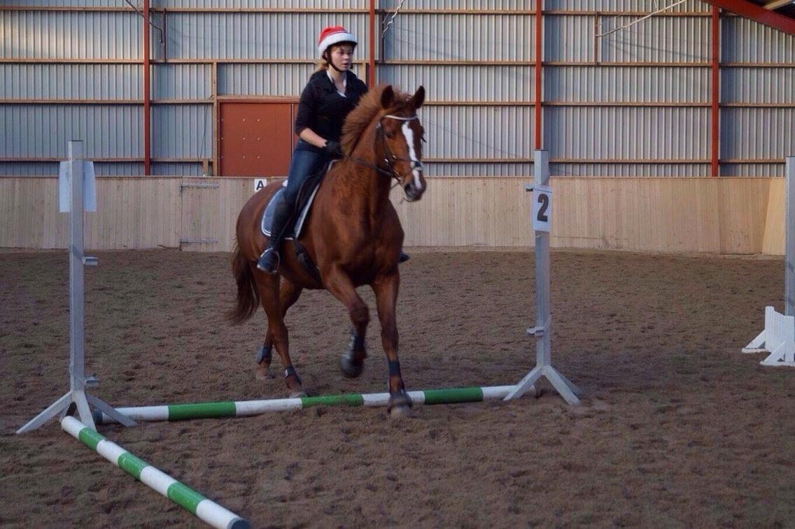 Dansk Varmblod Me Too billede 3