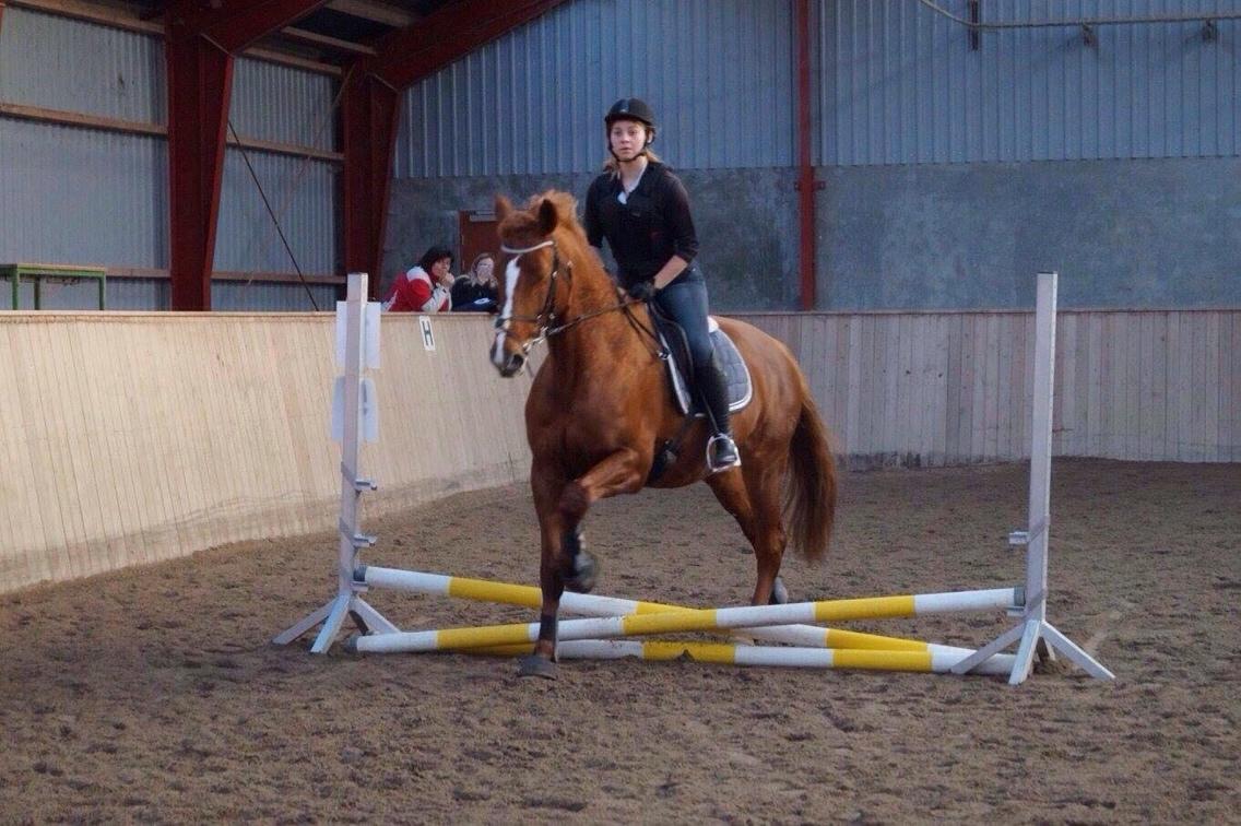 Dansk Varmblod Me Too billede 4