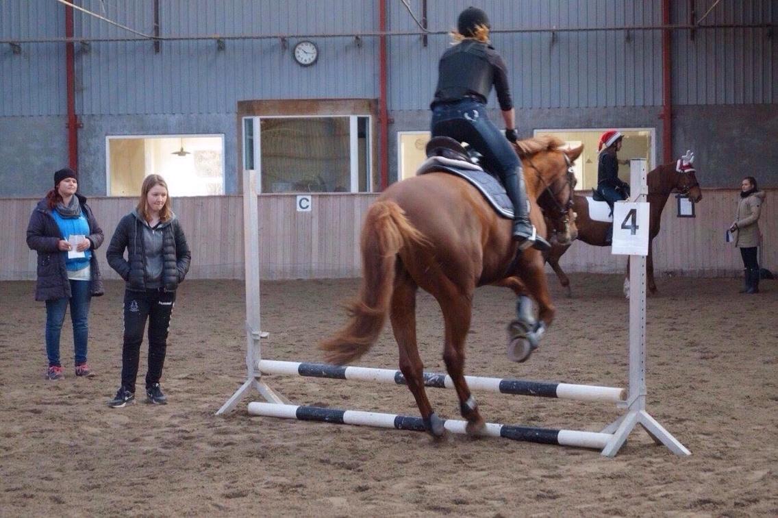 Dansk Varmblod Me Too billede 5