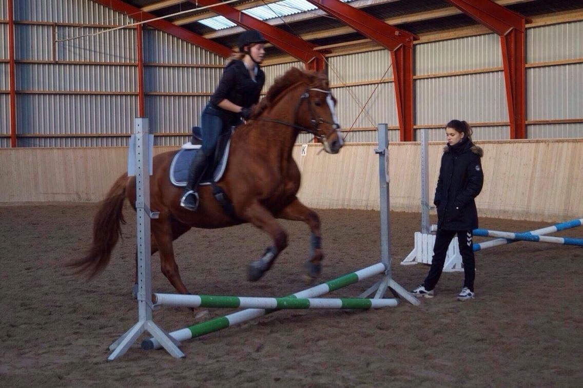 Dansk Varmblod Me Too billede 6