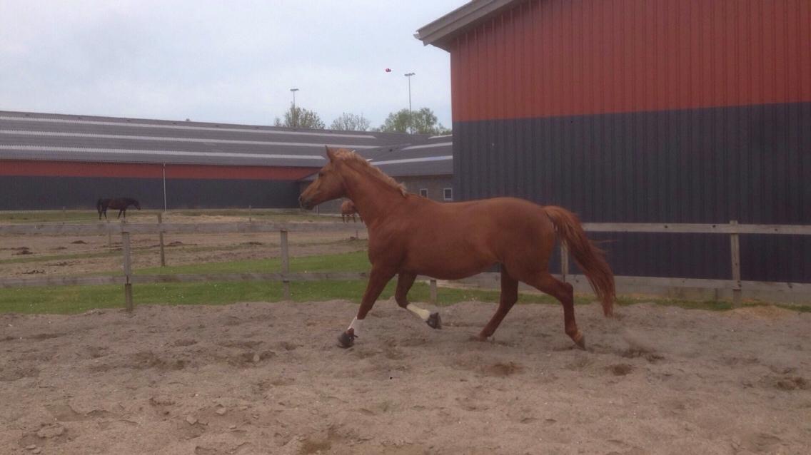 Dansk Varmblod Me Too billede 7