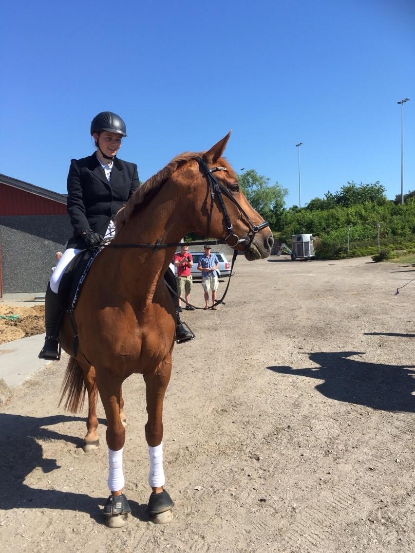 Dansk Varmblod Me Too billede 8