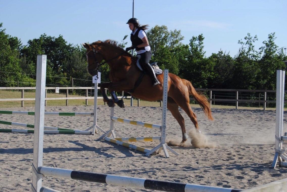 Dansk Varmblod Me Too billede 9