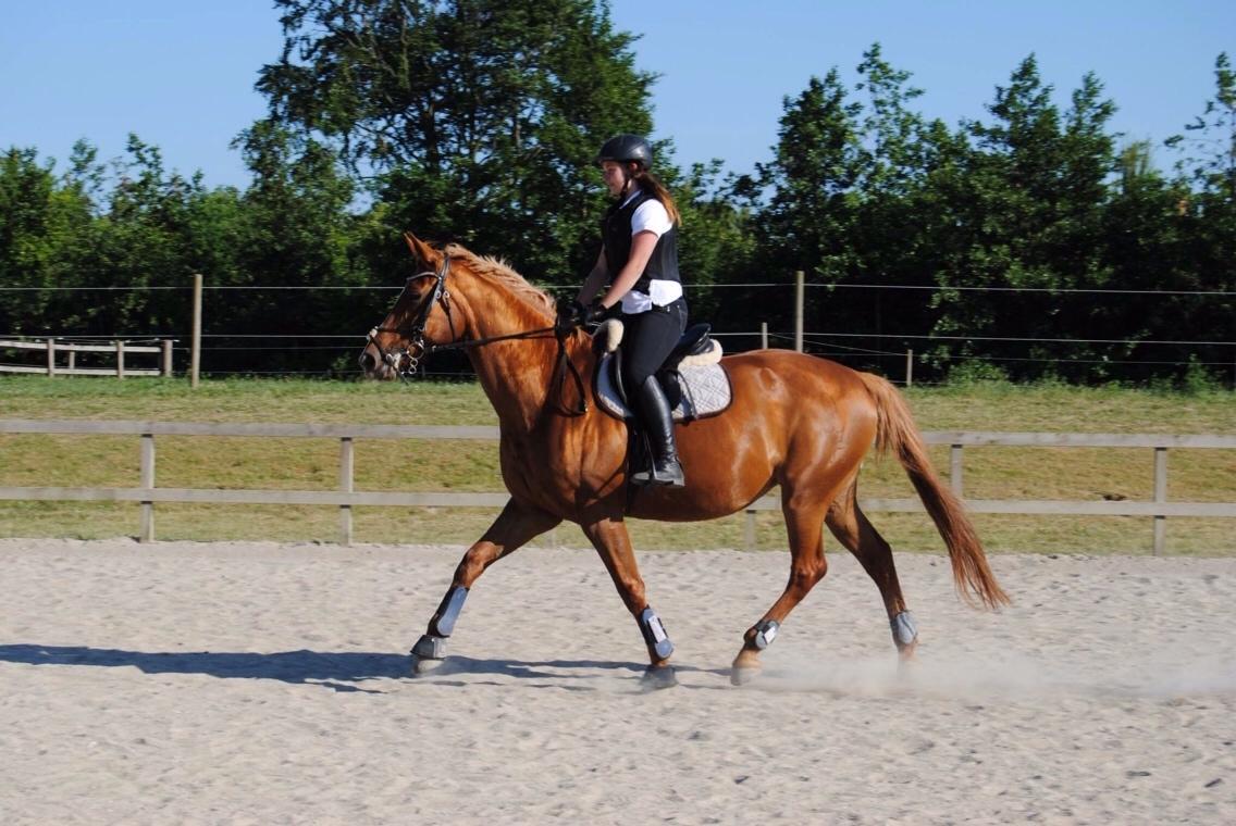 Dansk Varmblod Me Too billede 10