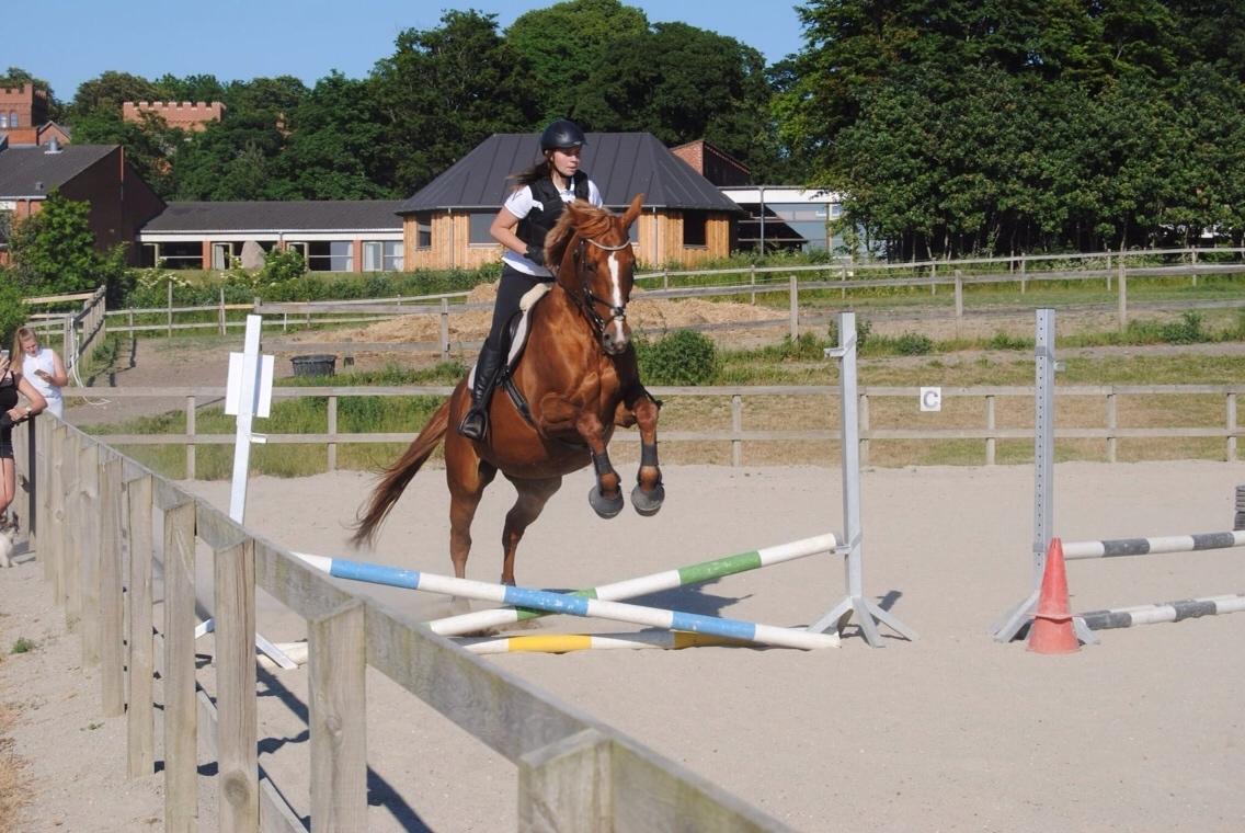 Dansk Varmblod Me Too billede 11