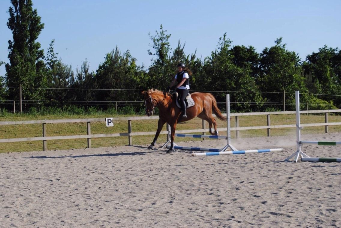 Dansk Varmblod Me Too billede 12