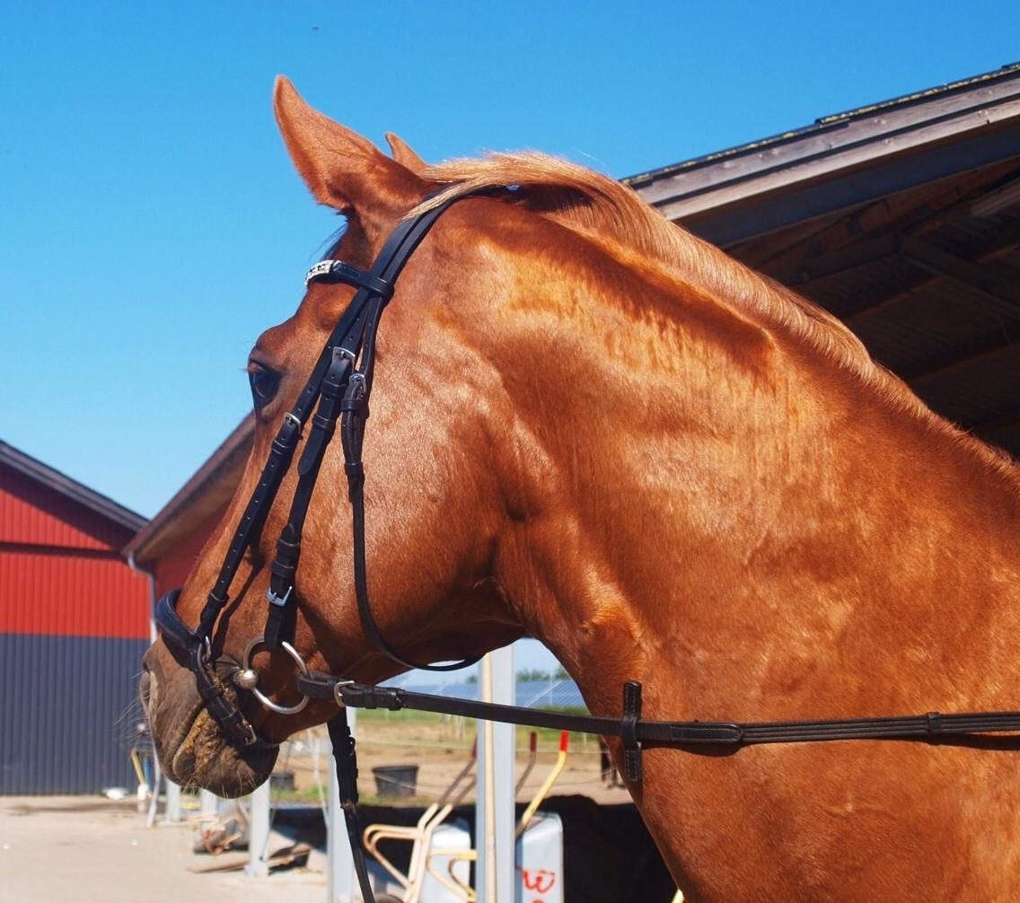 Dansk Varmblod Me Too billede 13