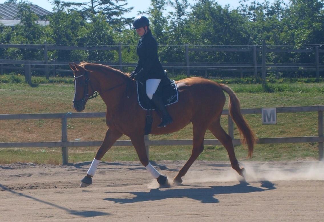 Dansk Varmblod Me Too billede 14