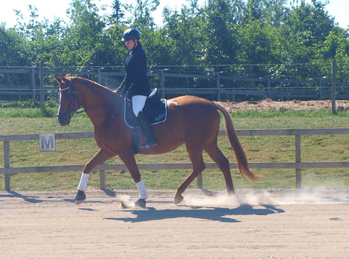 Dansk Varmblod Me Too billede 15