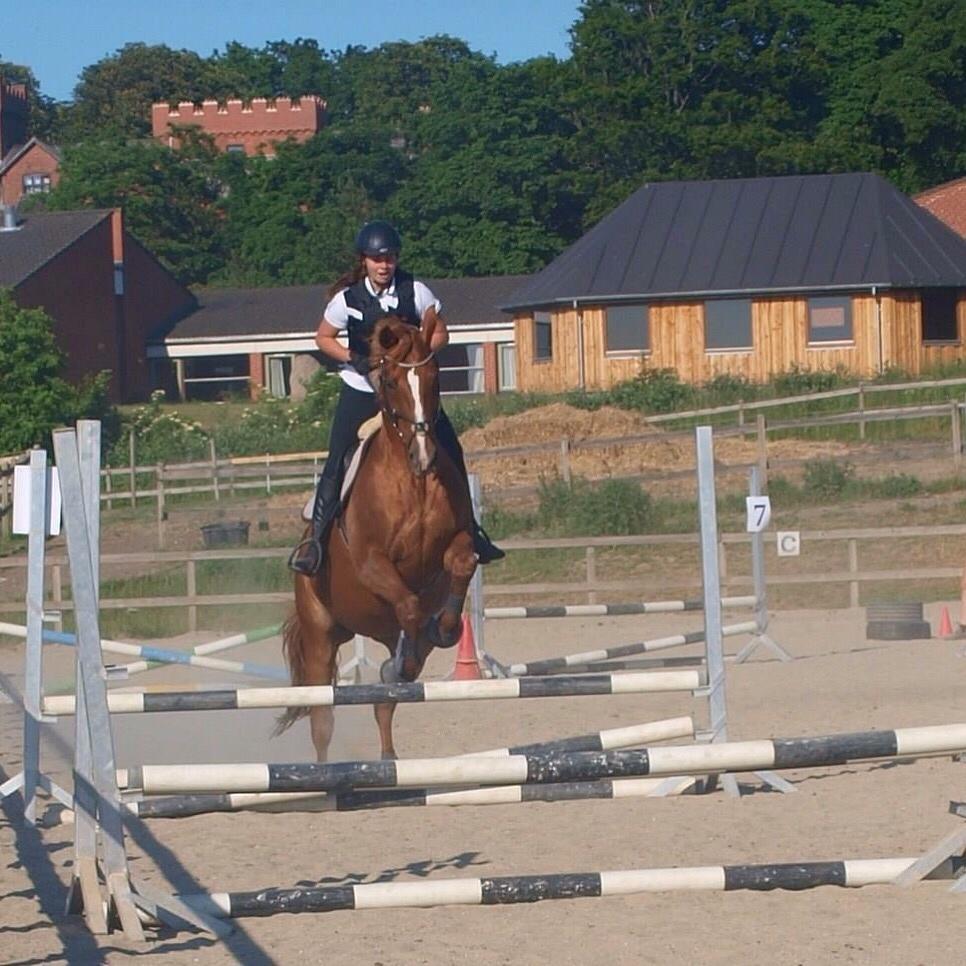 Dansk Varmblod Me Too billede 16