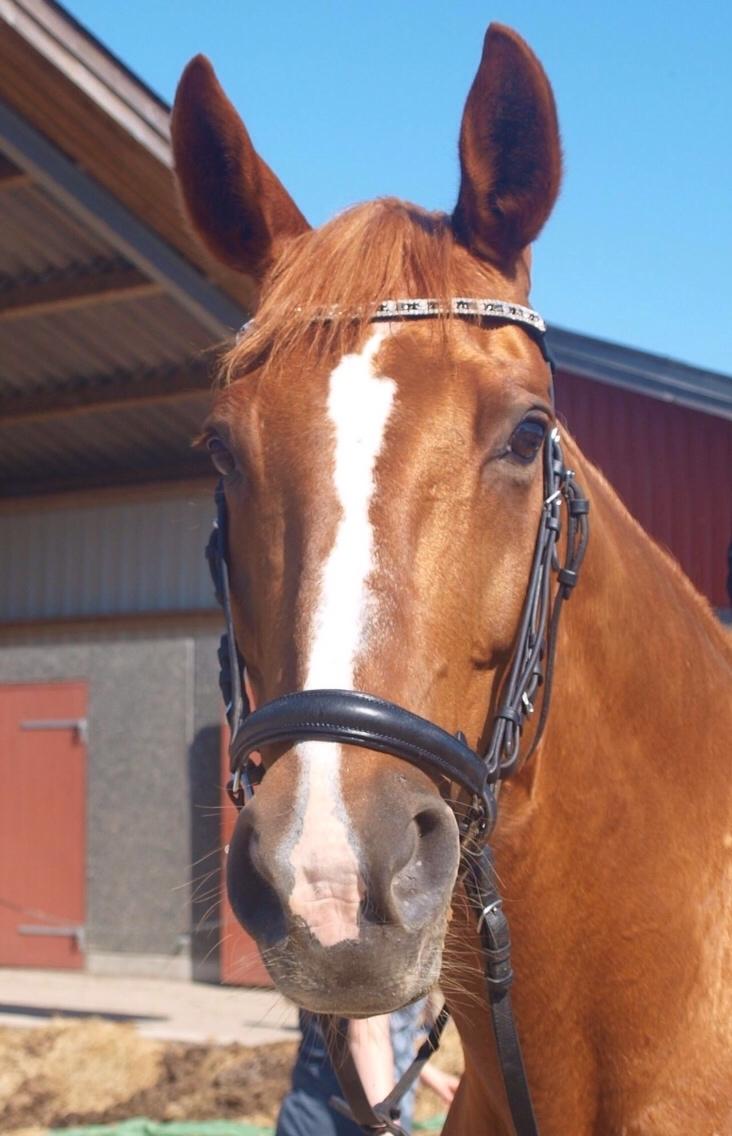 Dansk Varmblod Me Too billede 18