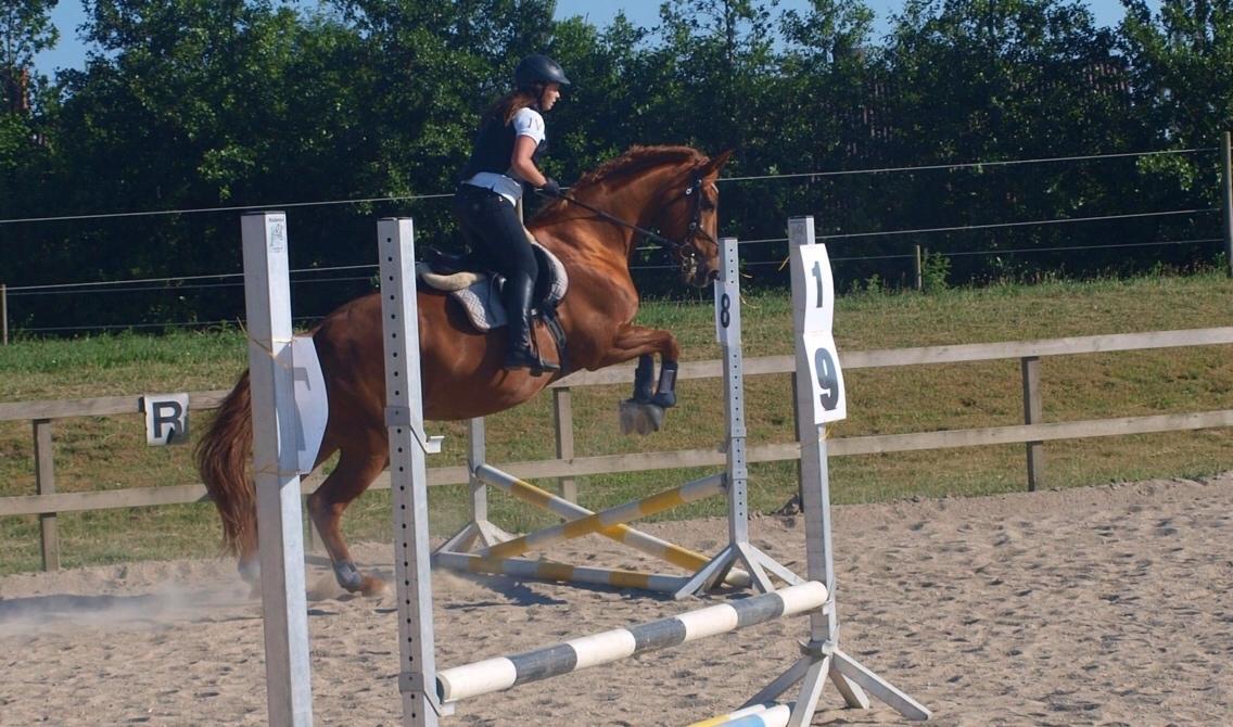 Dansk Varmblod Me Too billede 17