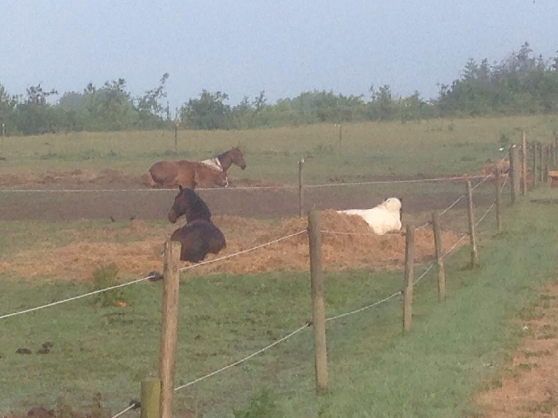 Dansk Varmblod Me Too billede 19