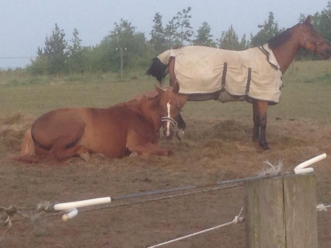 Dansk Varmblod Me Too billede 20