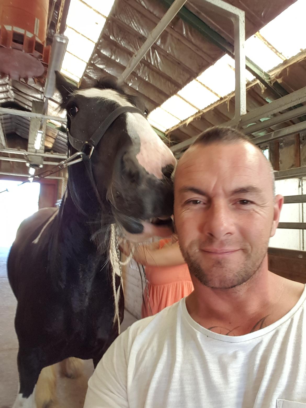 Drumhorse Pride of the Clydes billede 1