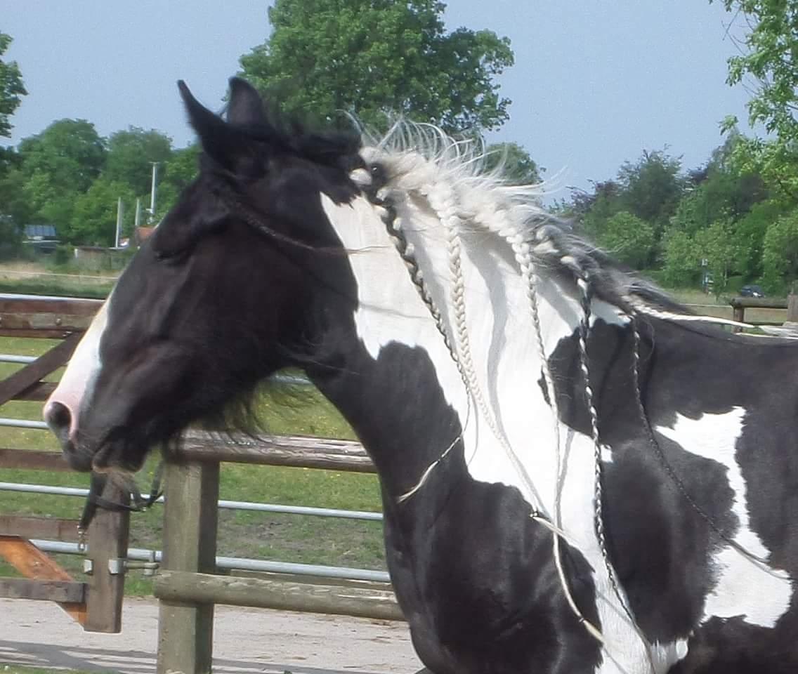 Drumhorse Pride of the Clydes billede 2