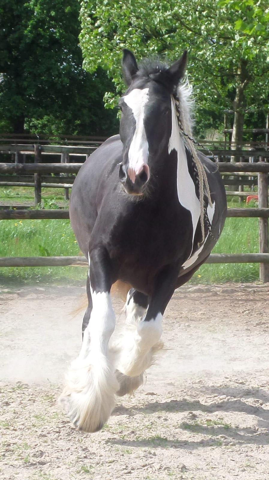 Drumhorse Pride of the Clydes billede 3