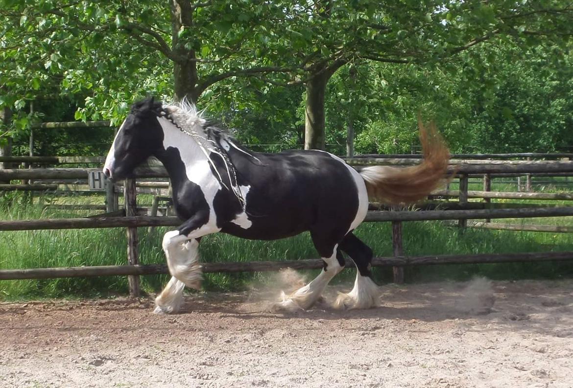 Drumhorse Pride of the Clydes billede 4