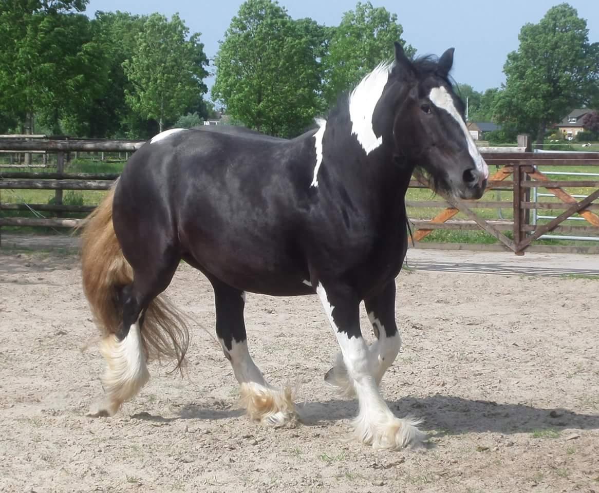 Drumhorse Pride of the Clydes billede 5